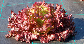 Alface frisada roxa