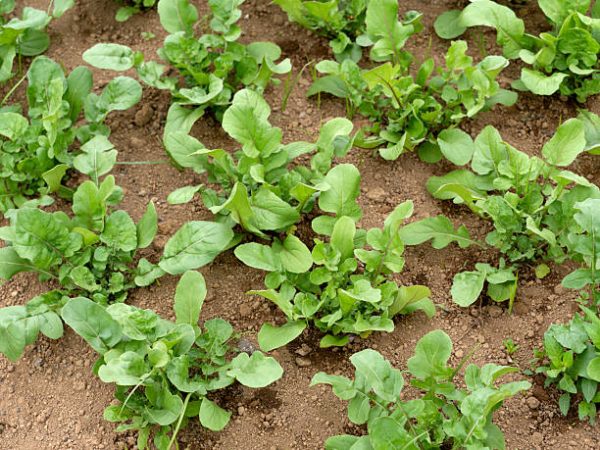 Rucula Cultivata