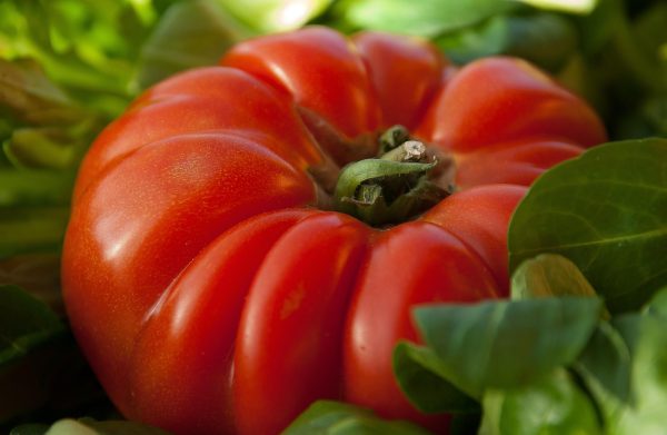 Tomate Coração de Boi